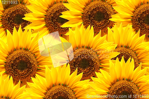 Image of sunflower background