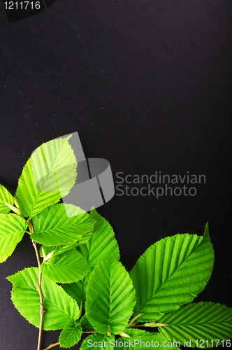 Image of leaves and copyspace