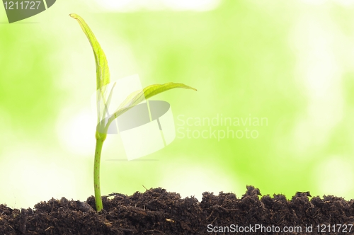 Image of growth concept
