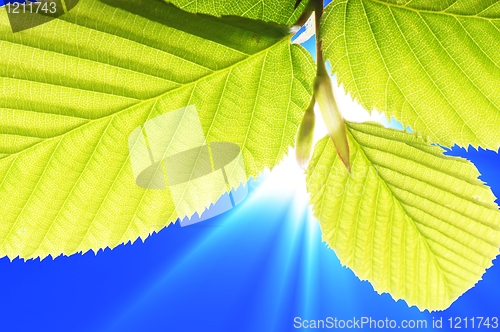 Image of leaf and blue sky