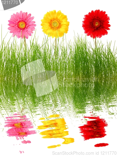 Image of flowers