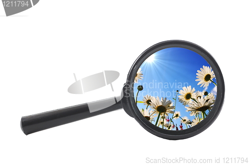Image of flower