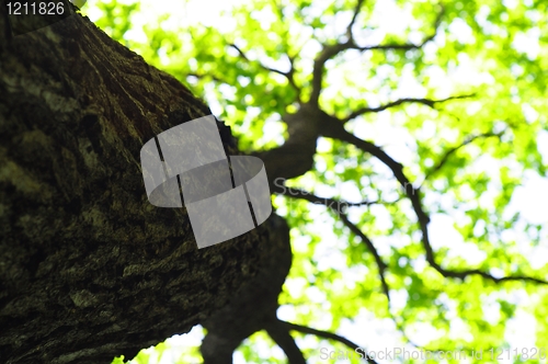 Image of tree