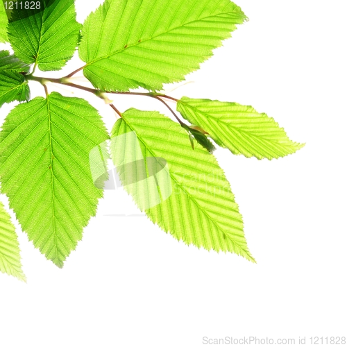 Image of green leaves