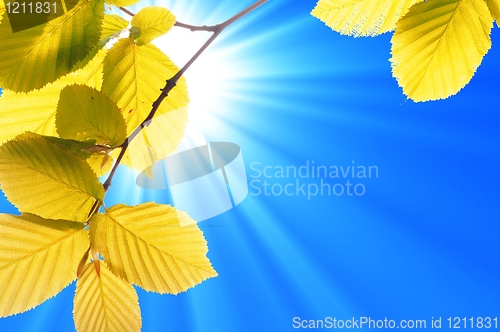 Image of green leaves