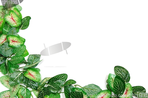 Image of border of leaves