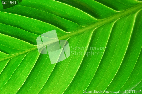 Image of structure of a leaf