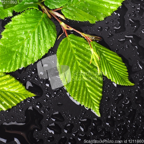 Image of leaf