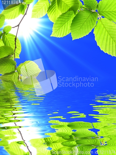 Image of green summer leaves