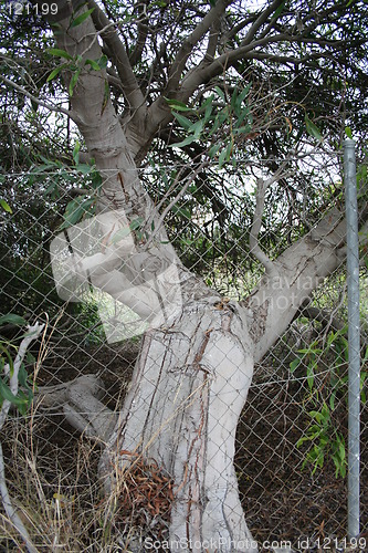 Image of Old tree