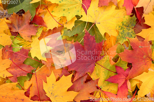 Image of autumn leaves 