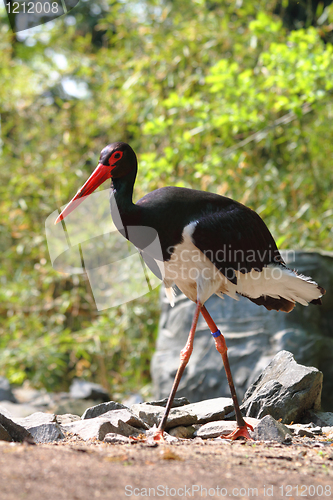 Image of billed stork