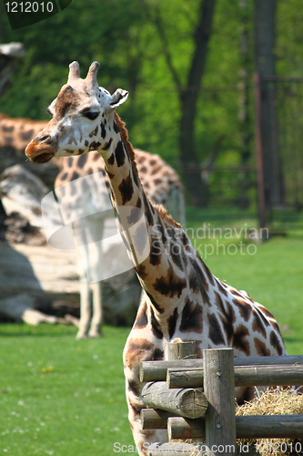 Image of giraffe