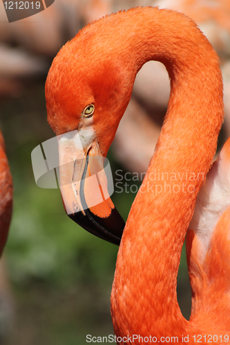 Image of flamingo head 