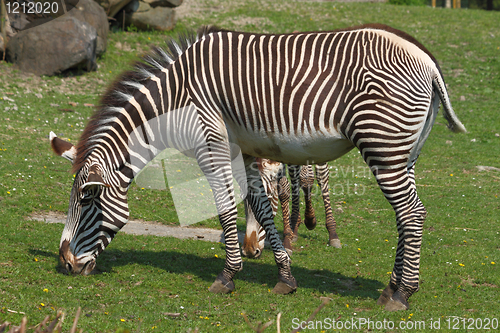 Image of zebra