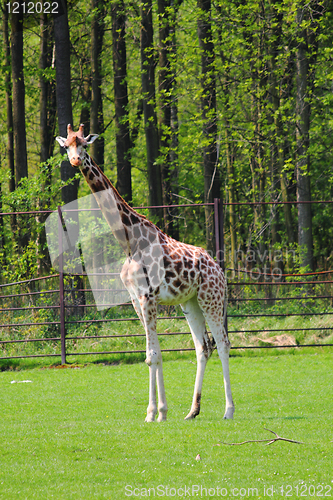 Image of giraffe