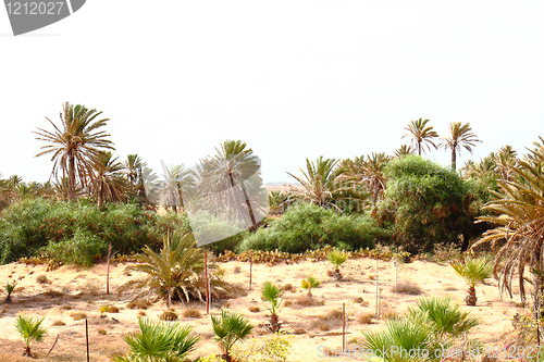Image of oasis in Tunisia 