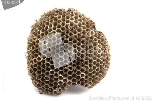 Image of wasp nest