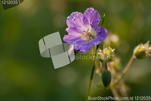 Image of Wood cranesbill