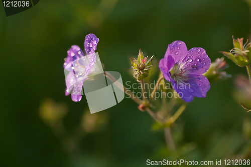 Image of woodland geranium