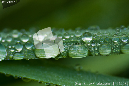 Image of drops on leaf