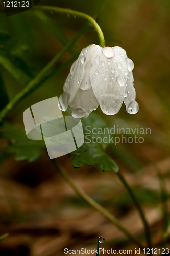 Image of wood anemone with raindrops