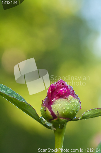 Image of peaony bud with drops