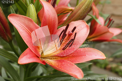Image of Pink lily flower in flower beds