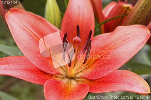 Image of Pink lily flower after the rain