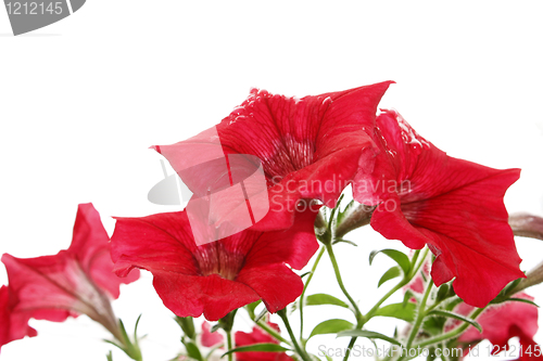 Image of Red bright flowers after the rain. Isolated