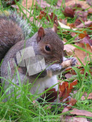 Image of Autumnal Squirrel