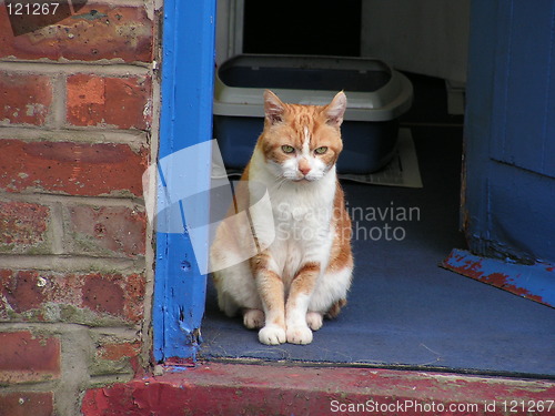 Image of Old cat, Bruiser