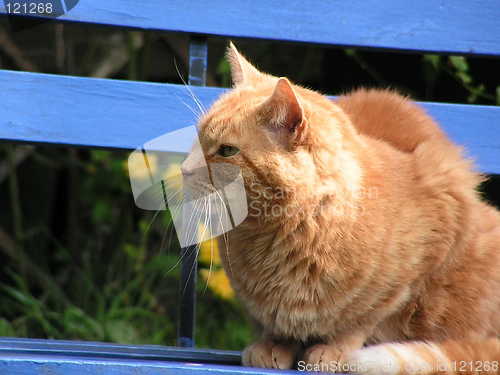 Image of Ginger Cat Henry