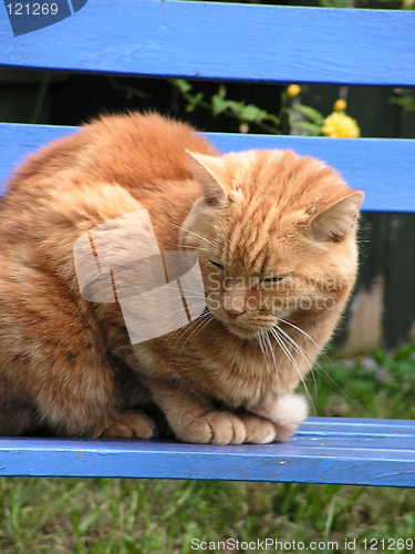 Image of Ginger Cat Henry