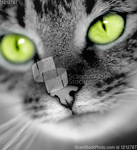 Image of green-eyed cat