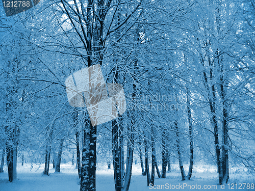 Image of winter trees