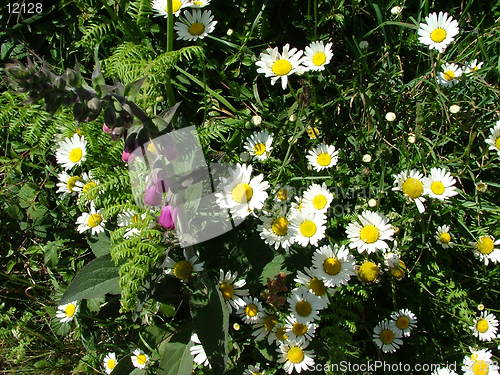 Image of Hedgerow flowers.