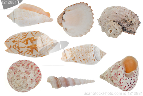 Image of Sea shells