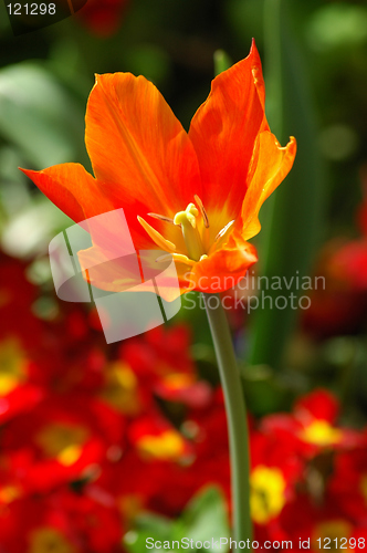 Image of Flower