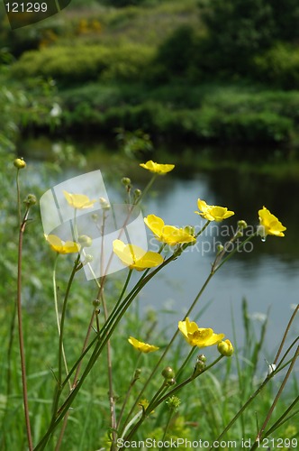 Image of Buttercups