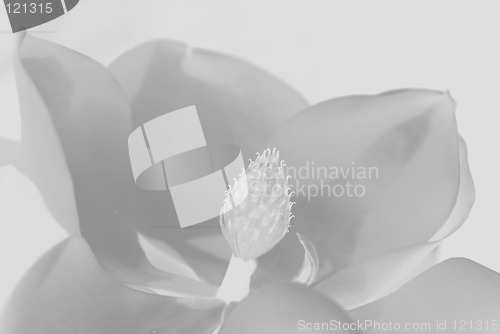 Image of Magnolia Grandiflora Flower