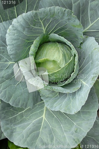 Image of Cabbage Head Vegetable