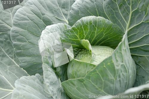 Image of Cabbage Head Vegetable