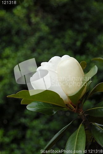 Image of Magnolia Grandiflora Flower Bud