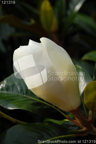 Image of Magnolia Grandiflora Flower Bud