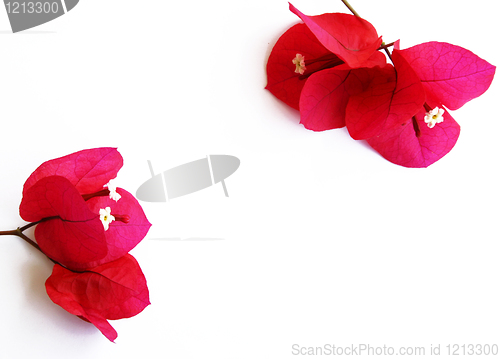 Image of bunch of red flowers isolated on white 