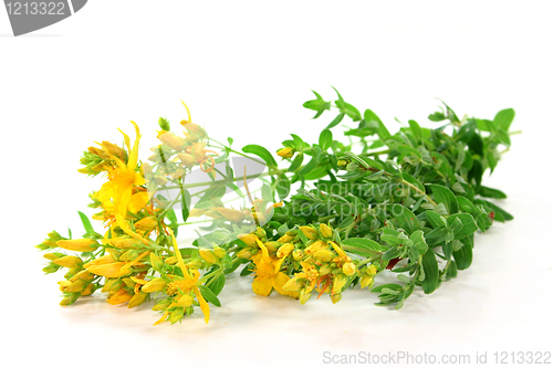 Image of St. John's wort