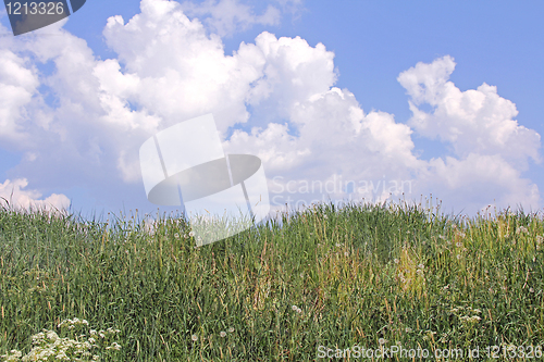 Image of Grass and Blue Sky with Clouds