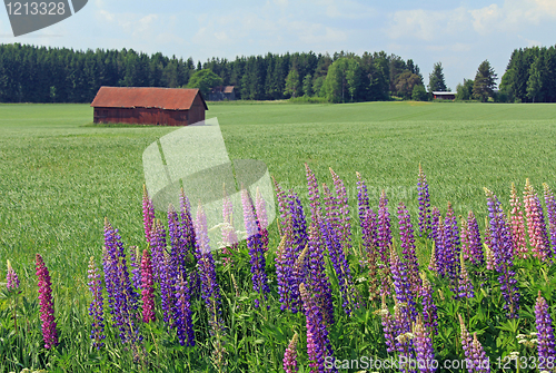 Image of Rural Scenery with Flowers in Finland