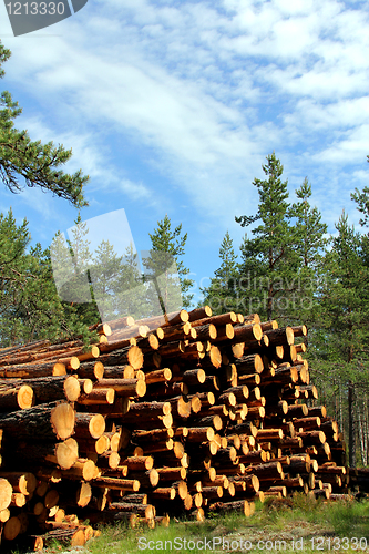 Image of Stack of Cut Pine Timber in Summer Forest
